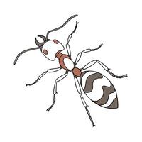 Creative Cataglyphis Bicolor Graphic vector