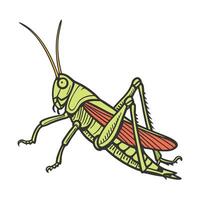 Chorthippus Parallelus Grasshopper Design vector
