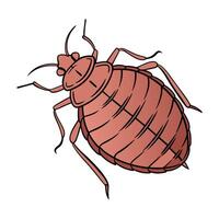 Creative Cimex Lectularius Graphic vector
