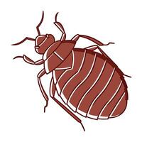 Cimex Lectularius Bedbug Design on White vector
