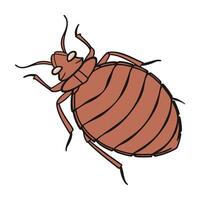 Stylish Cimex Lectularius Bedbug Illustration vector