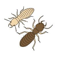 Coptotermes Formosanus Termite Design on White vector
