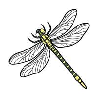 Cordulegaster Boltonii Dragonfly Design on White vector