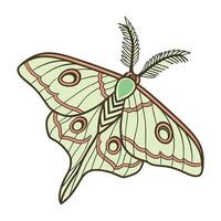 Coscinocera Hercules Moth Design on White vector