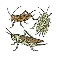hermosa grillos diseño vector