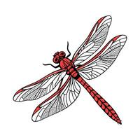 Crocothemis Erythraea Dragonfly Design on White vector