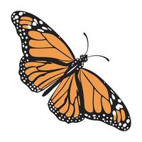 Stylish Danaus Plexippus Illustration vector