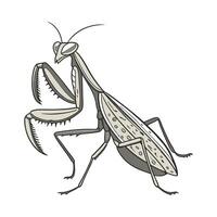Deroplatys Desiccata Mantis Design on White vector
