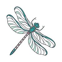 Dragonfly Illustration on White Background vector