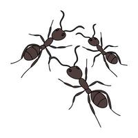 Stylish Eciton Burchellii Ant Illustration vector