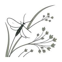 Ephemera Vulgata Mayfly Design 1 vector