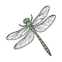 Erythemis Simplicicollis Dragonfly Design 1 vector
