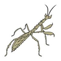 Extatosoma Tiaratum Stick Insect Design 1 vector