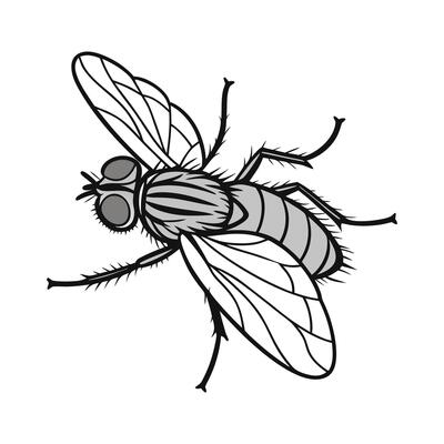 Colorful Fly Design on White