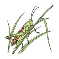 Beautiful Grasshopper Design 2 vector