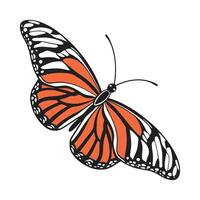 Creative Heliconius Charithonia Graphic 2 vector