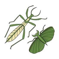Heteropteryx Dilatata Mantis Design 1 vector