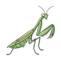 Creative Hierodula Membranacea Graphic 2 vector