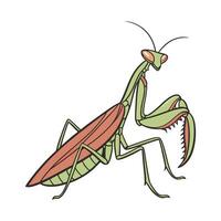 Hierodula Membranacea Mantis Design 1 vector