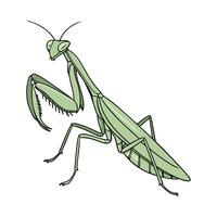 Beautiful Hierodula Membranacea Design vector