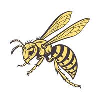Hornet Illustration on White Background vector