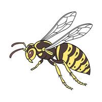 Detailed Hornet Illustration White Background vector
