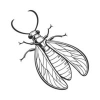 Hydropsyche Angustipennis on Bright White Canvas vector