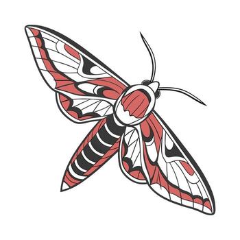 Hyles Euphorbiae Displayed on White Surface vector