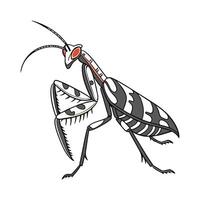 Idolomantis Diabolica Displayed on White Background vector