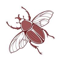 June Bug Observed on a White Background vector