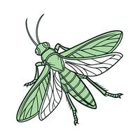 Katydid Displayed on Bright White Background vector