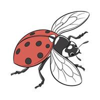 Ladybug Illustration on White Background vector