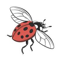 Colorful Ladybug Design on White vector