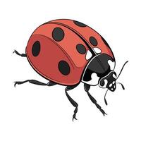 Dramatic View of Ladybug on White Surface vector