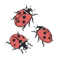 Ladybugs Displayed on Bright White Background vector