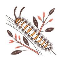 Lasiocampa Displayed on Bright White Background vector
