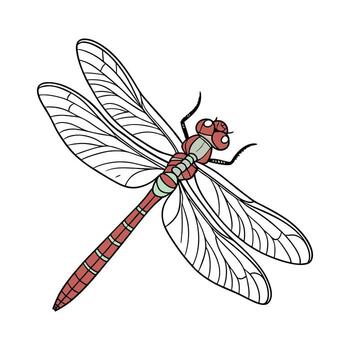 Libellula Depressa Displayed on White Background vector