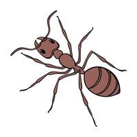Showcase of Linepithema Humile on White Surface vector