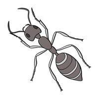 Linepithema Humile Featured on Clean White Background vector