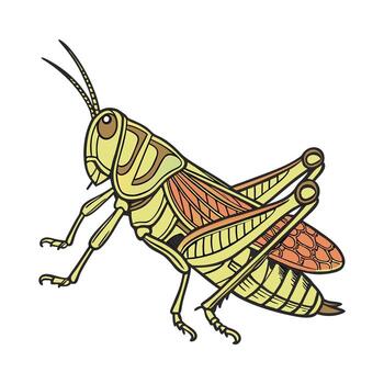 Dramatic View of Locusta Migratoria on White vector