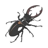 Display of Lucanus Cervus on White Surface vector