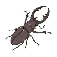 Dramatic View of Lucanus Cervus on White vector