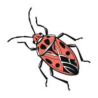 Lygaeus Equestris Showcase on White Surface vector
