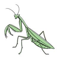 Mantis Religiosa Displayed on Bright White Background vector