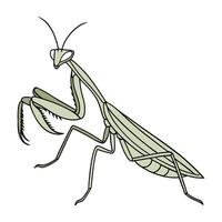 Dramatic Capture of Mantis Religiosa on White vector
