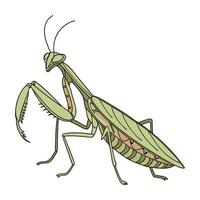 Showcase of Mantis Religiosa on Clean White Background vector