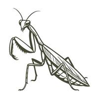 Mantis Religiosa Featured Against White Surface vector