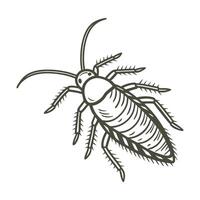 Showcase of Mecopoda Elongata on Clean White Surface vector