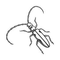 Dramatic View of Mecopoda Elongata on White vector