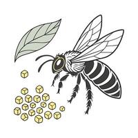 Showcase of Megachile Rotundata on Bright White Background vector